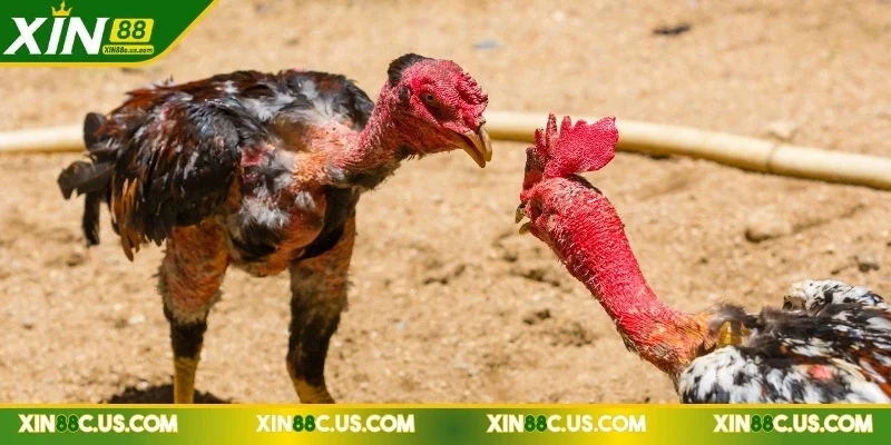 đá gà C1