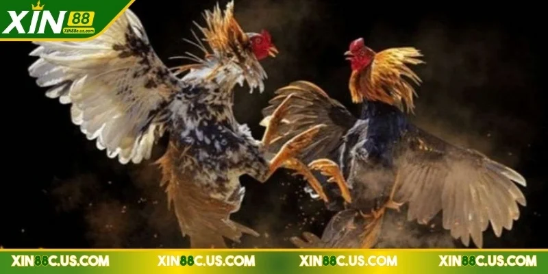 đá gà trực tiếp