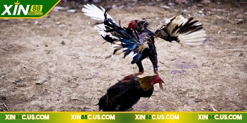 đá gà trực tiếp