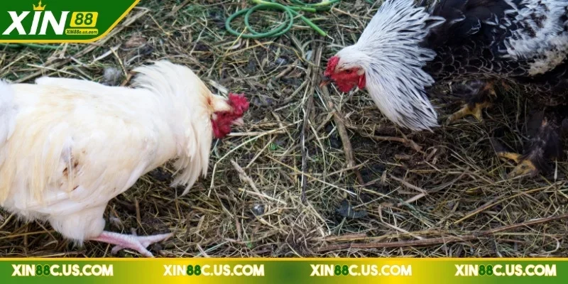 Đá gà trực tiếp