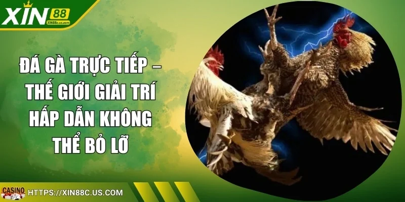 Đá Gà Trực Tiếp