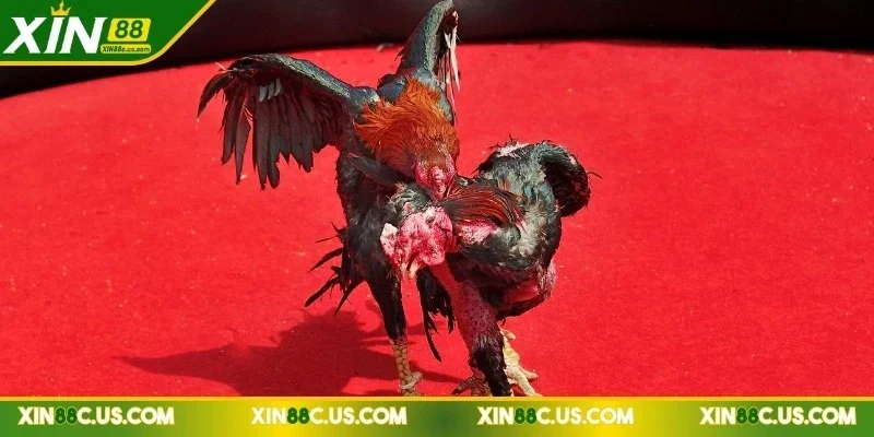 xin88-da-ga-c1-hinh-anh-truyen-truc-tiep