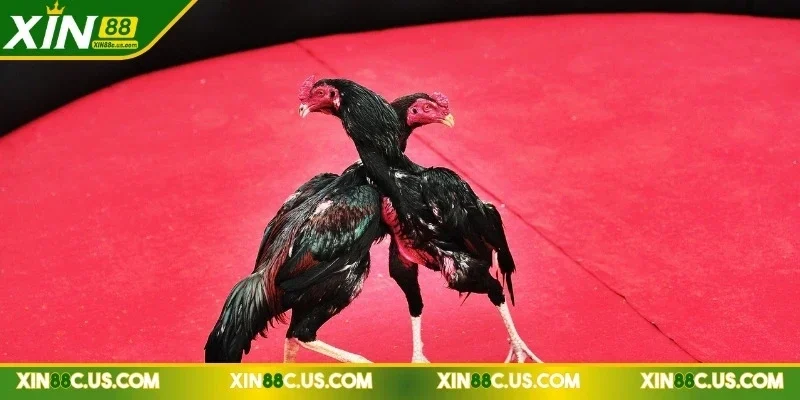 xin88-da-ga-c1-thao-tac-don-gian