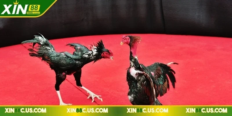 xin88-da-ga-thomo-dau-truong-bien-gioi