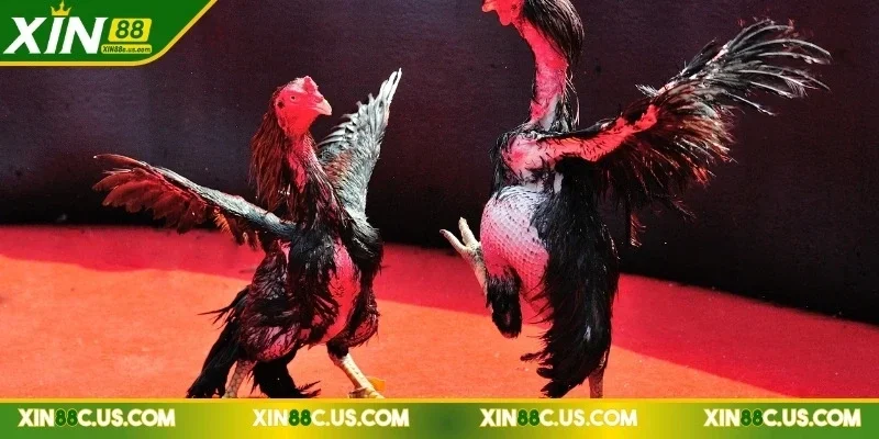 xin88-da-ga-thomo-trai-nghiem