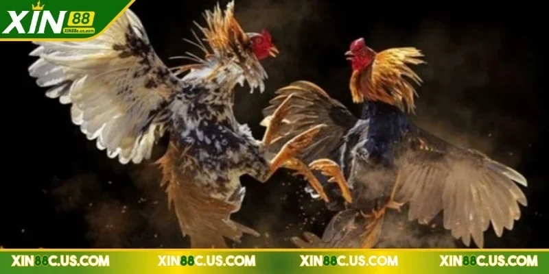 xin88-da-ga-truc-tiep-hinh-anh-sac-net